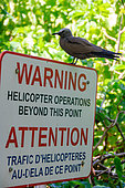 Brown Noddy (Anous stolidus pileatus), perched on heliport sign, Aride island, Seychelles