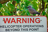 Brown Noddy (Anous stolidus pileatus), perched on heliport sign, Aride island, Seychelles