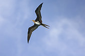 Lesser Frigatebird (Fregata ariel iredalei) female in flight, Aride, Seychelles