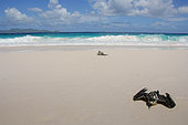 Sooty Tern (Onychoprion fuscatus nubilosus), lying on the beach, oil-soiled plumage, Ile Aride, Seychelles