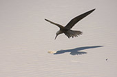 Lesser Noddy (Anous tenuirostris), flying over the beach, looking for crabs, Aride island, Seychelles