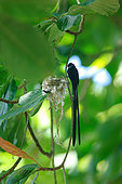 Seychelles Paradise Flycatcher (Terpsiphone corvina), male near the nest, La Digue, Seychelles