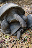 Aldabra Giant Tortoise (Aldabrachelys gigantea ) copulation, Seychelles