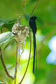 Seychelles Paradise Flycatcher (Terpsiphone corvina), male near the nest, La Digue, Seychelles
