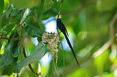 Seychelles Paradise Flycatcher (Terpsiphone corvina), male near the nest, La Digue, Seychelles