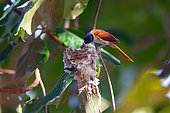 Seychelles Paradise Flycatcher (Terpsiphone corvina), female feeding chicks, La Digue, Seychelles