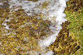 Weak shelled rock crab (Grapsus tenuicrustatus), La Digue, Seychelles