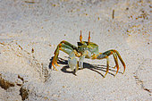 Horned ghost crab (Ocypode ceratophthalmus) Cousin island, Seychelles