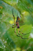 Red-legged orb weaver (Trichonephila inaurata) male fertilizing the female, La Digue, Seychelles