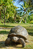 Aldabra Giant Tortoise (Aldabrachelys gigantea ) Esmeralda older of the island’s tortooises, Bird island, Seychelles