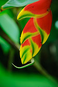 Seychelles Small Day Gecko (Phelsuma astriata), hiding behind an Heliconia rostrata flower, Mahe Seychelles