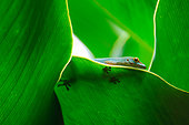 Seychelles Small Day Gecko (Phelsuma astriata), hiding behind leaves, Mahe Seychelles