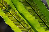 Bird's nest fern (Asplenium nidus) sporangia, Mahé, Seychelles