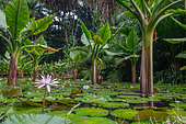Giant Arum, Water Banana(Typhonodorum lindleyanum), Seychelles National Botanical Gardens, Mahé, Seychelles