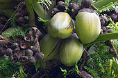 Double Coconut Palm (Lodoicea maldivica) Mahe, Seychelles