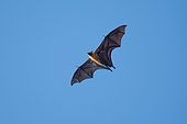 Seychelles Flying Fox (Pteropus seychellensis) in flight, Mahé, Seychelles