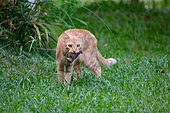 Domestic cat (Felis catus) Predation on Red fody, Mahé, Seychelles