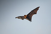 Seychelles Flying Fox (Pteropus seychellensis) in flight with a fruit in the mouth, Mahé, Seychelles