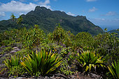 Tropical forest, Mahé, Copolia trail, Seychelles