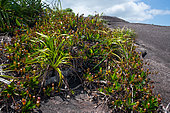 Pitcher plant (Nepenthes pervillei) Mahe, Seychelles