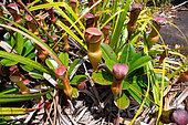 Pitcher plant Nepenthes pervillei) Mahe, Seychelles