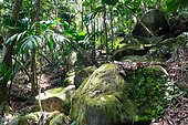 Tropical forest, Mahé, Copolia trail, Seychelles