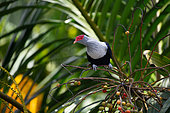 Seychelles Blue Pigeon (Alectroenas pulcherrimus) Mahé , Seychelles
