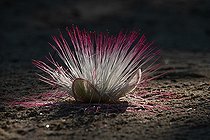 Fish poison tree (Barringtonia asiatica) flower on the ground, Mahé, Seychelles
