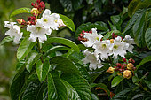 Easter lily vine (Beaumontia grandiflora), Seychelles