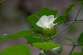 Cotton (Gossypium hirsutum), Mahe, Seychelles