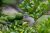 Citron (Citrus medica), Mahe, Seychelles