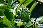Custard apple (Annona cherimola) Mahe, Seychelles