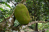 Jackfruit (Artocarpus heterophyllus) Mahe, Seychelles