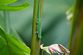 Seychelles Small Day Gecko (Phelsuma astriata), Mahe Seychelles