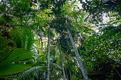 Cabbage palm Deckenia nobilis) palm endemic, Fond Ferdinand reserve, Praslin, Seychelles