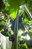 Coco de Mer Snail (Stylodonta studeriana), snail climbing a palm stem, Praslin, Vallée de Mai, Seychelles