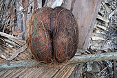 Double Coconut Palm (Lodoicea maldivica), nut, Praslin, Vallée de Mai, Seychelles