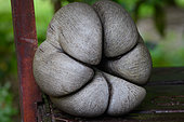 Double Coconut Palm (Lodoicea maldivica) anomaly, triple nut, Praslin, Vallée de Mai, Seychelles