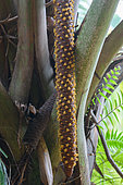 Double Coconut Palm (Lodoicea maldivica), flower male, Praslin, Vallée de Mai, Seychelles