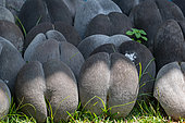 Double Coconut Palm (Lodoicea maldivica) Praslin, Vallée de Mai, Seychelles