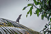Black rat (Rattus rattus) standing up on a palm to take leaves, Praslin, Seychelles -