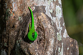 Seychelles Giant Day Gecko (Phelsuma sundbergi sundbergi), Praslin island, Seychelles