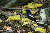Seychelles Magpie-Robin (Copsychus sechellarum), Cousin island, Seychelles