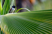 Seychelles Paradise Flycatcher (Terpsiphone corvina), female on a palm, La Digue, Seychelles