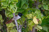Seychelles Paradise Flycatcher (Terpsiphone corvina), female with material in the beak for the nest, La Digue, Seychelles
