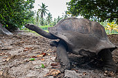 Aldabra Giant Tortoise (Aldabrachelys gigantea ) feeding on leaves, La Digue, Seychelles