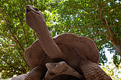 Aldabra Giant Tortoise (Aldabrachelys gigantea ) feeding on leaves, La Digue, Seychelles