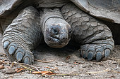 Aldabra Giant Tortoise (Aldabrachelys gigantea ) feeding on leaves, La Digue, Seychelles