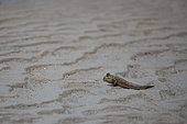 Common Mudskipper (Periophthalmus kalolo), La Digue, Seychelles