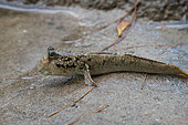 Common Mudskipper (Periophthalmus kalolo), La Digue, Seychelles